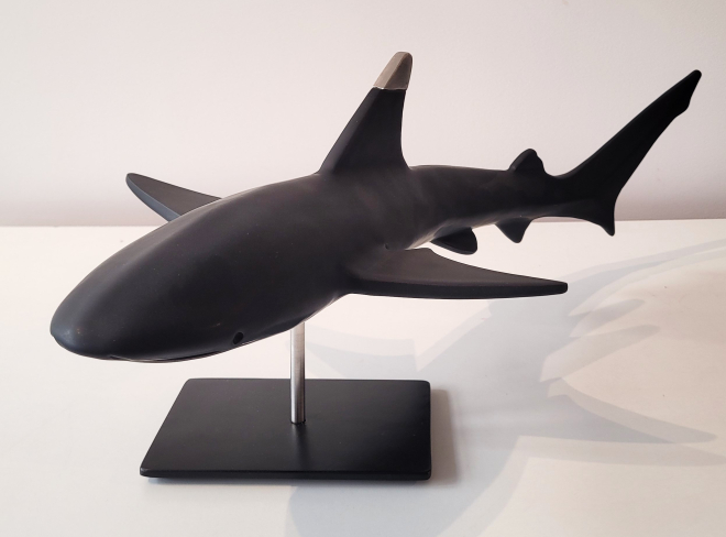 Requin pointe noire-Olivier FONSECA