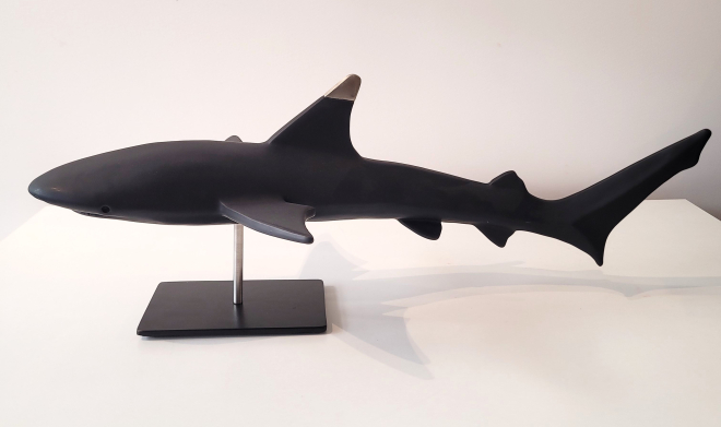 Requin pointe noire-Olivier FONSECA