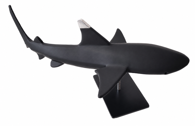 Requin pointe noire-Olivier FONSECA