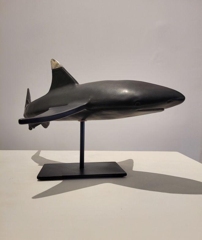 Requin pointe noire-Olivier FONSECA